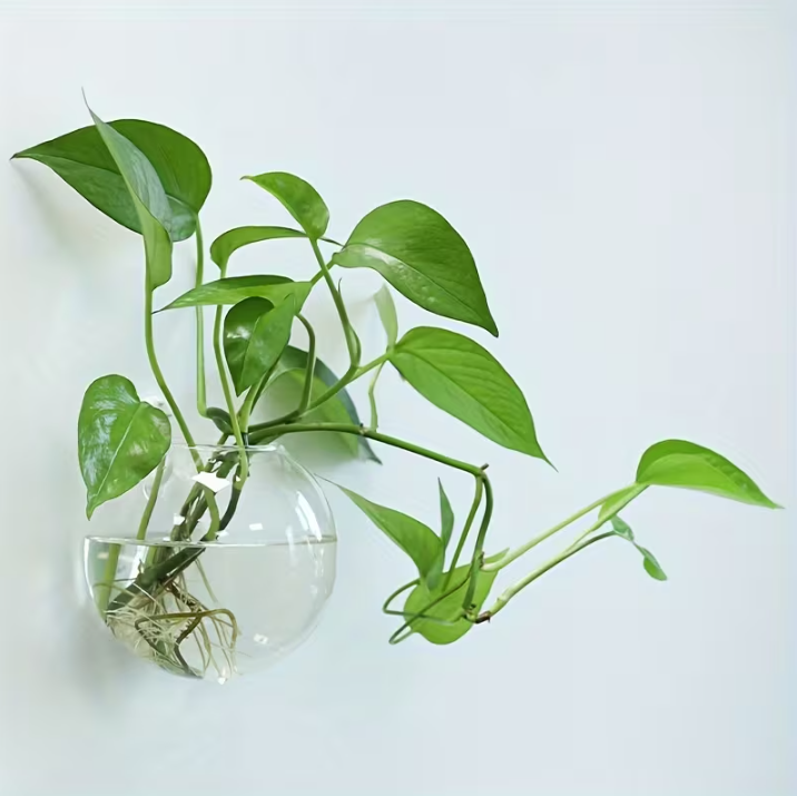 BEST Plants to Grow in Water