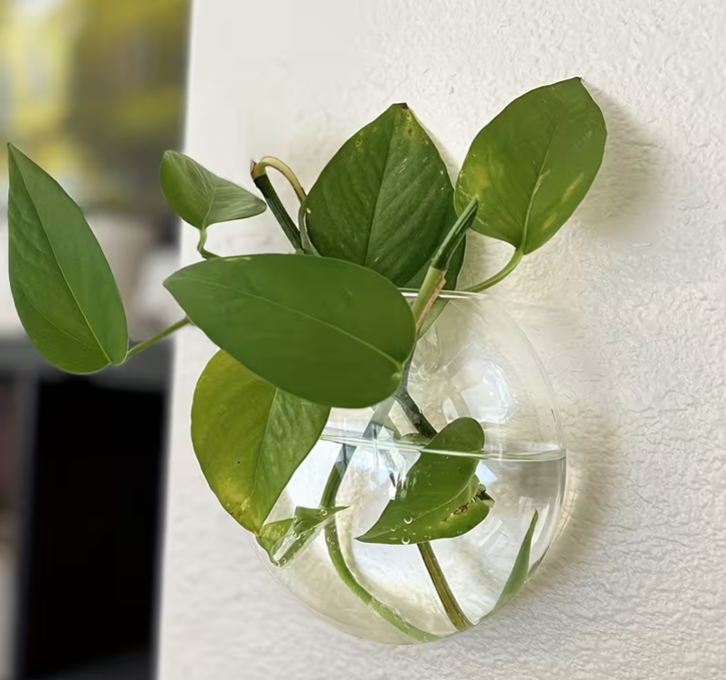 Wall-Mounted Glass Eco Planter – Oval