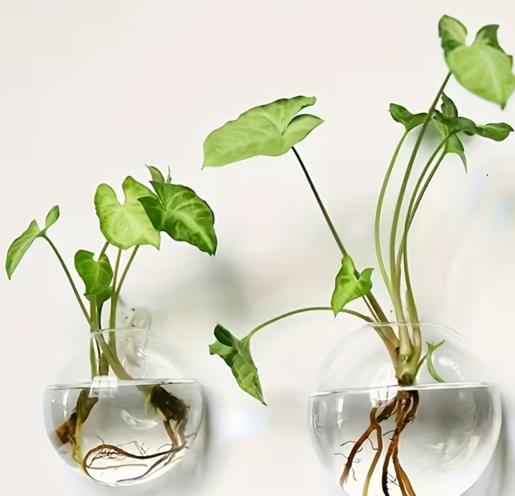 Wall-Mounted Eco Planter - Round