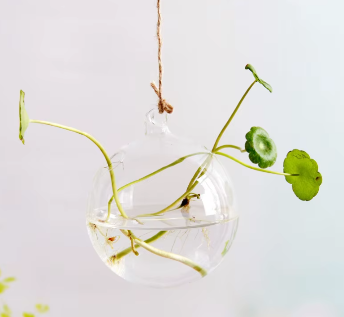 Suspended Hydro Glass Planter - Sphere