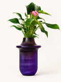 The Soho Grape Vessel