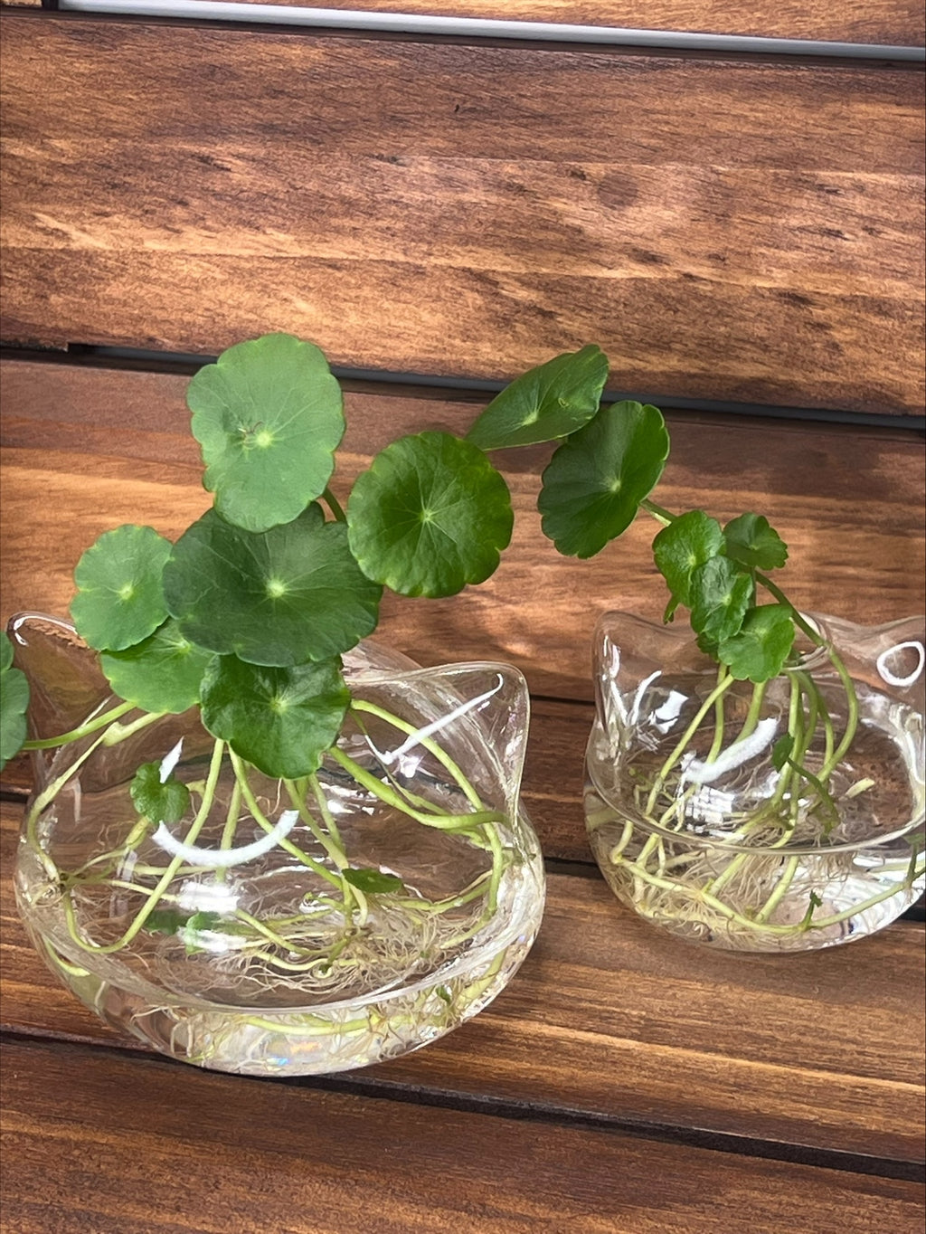 Whisker Eco Planter