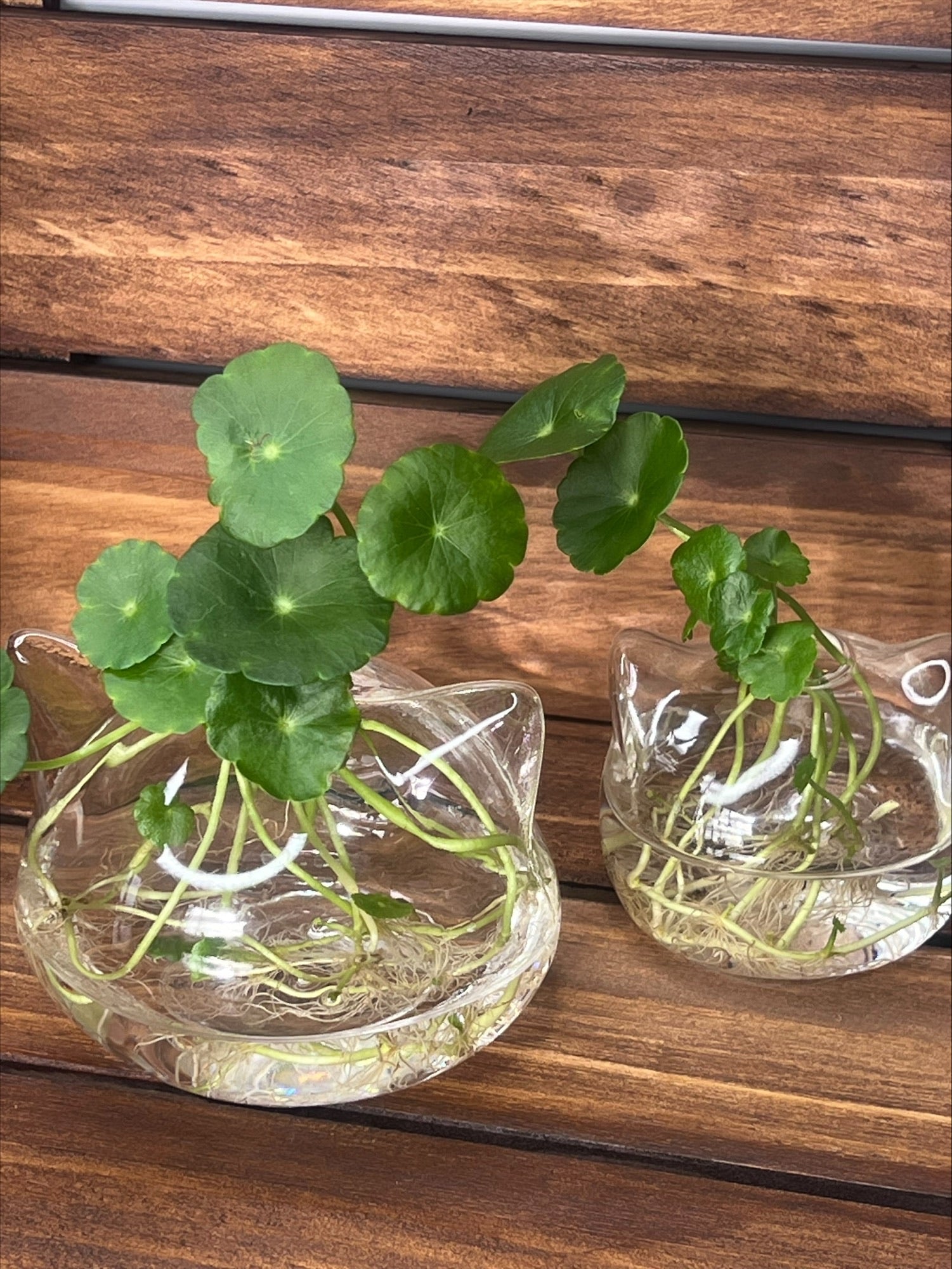 Whisker Eco Planter