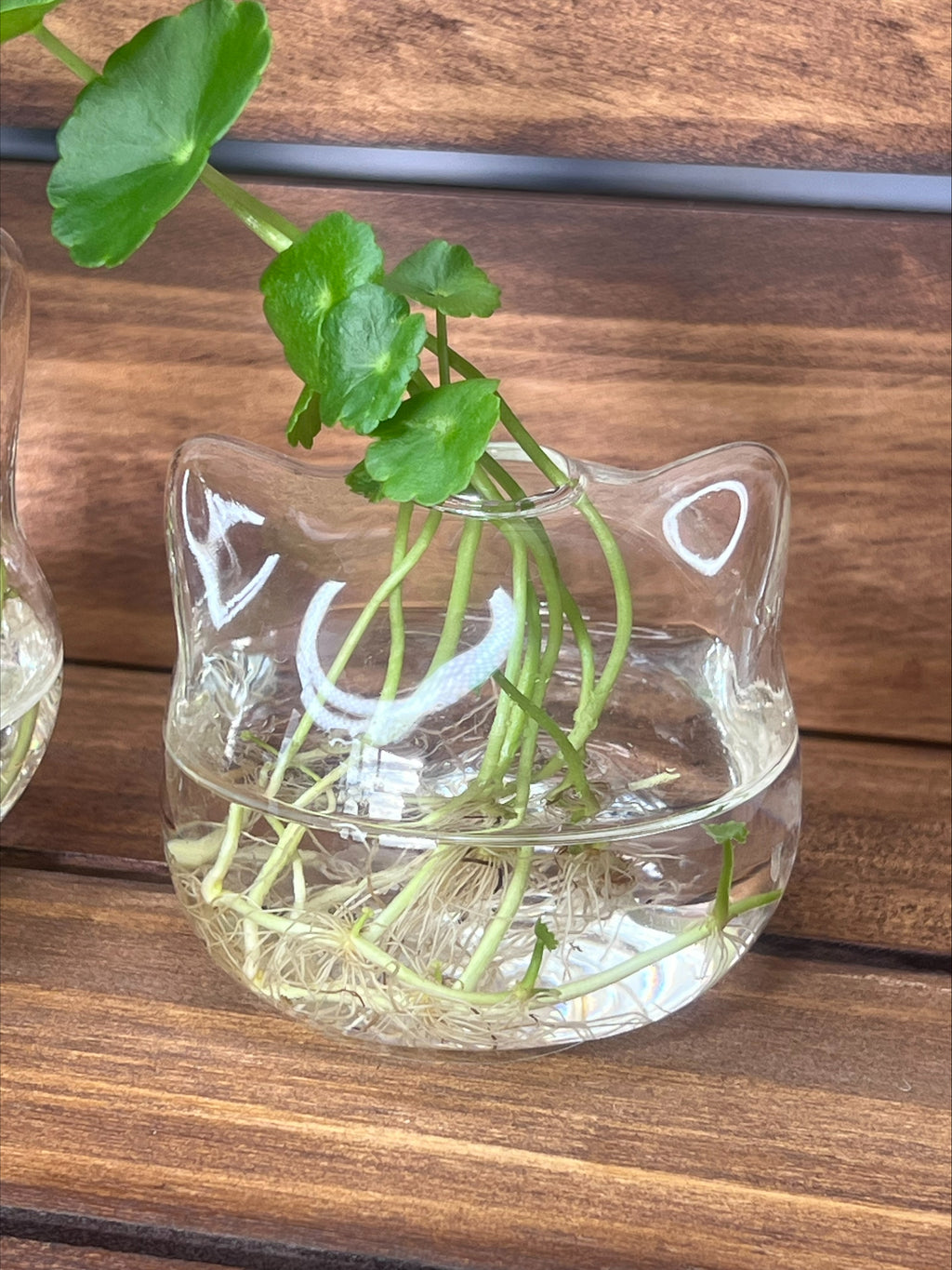Whisker Eco Planter
