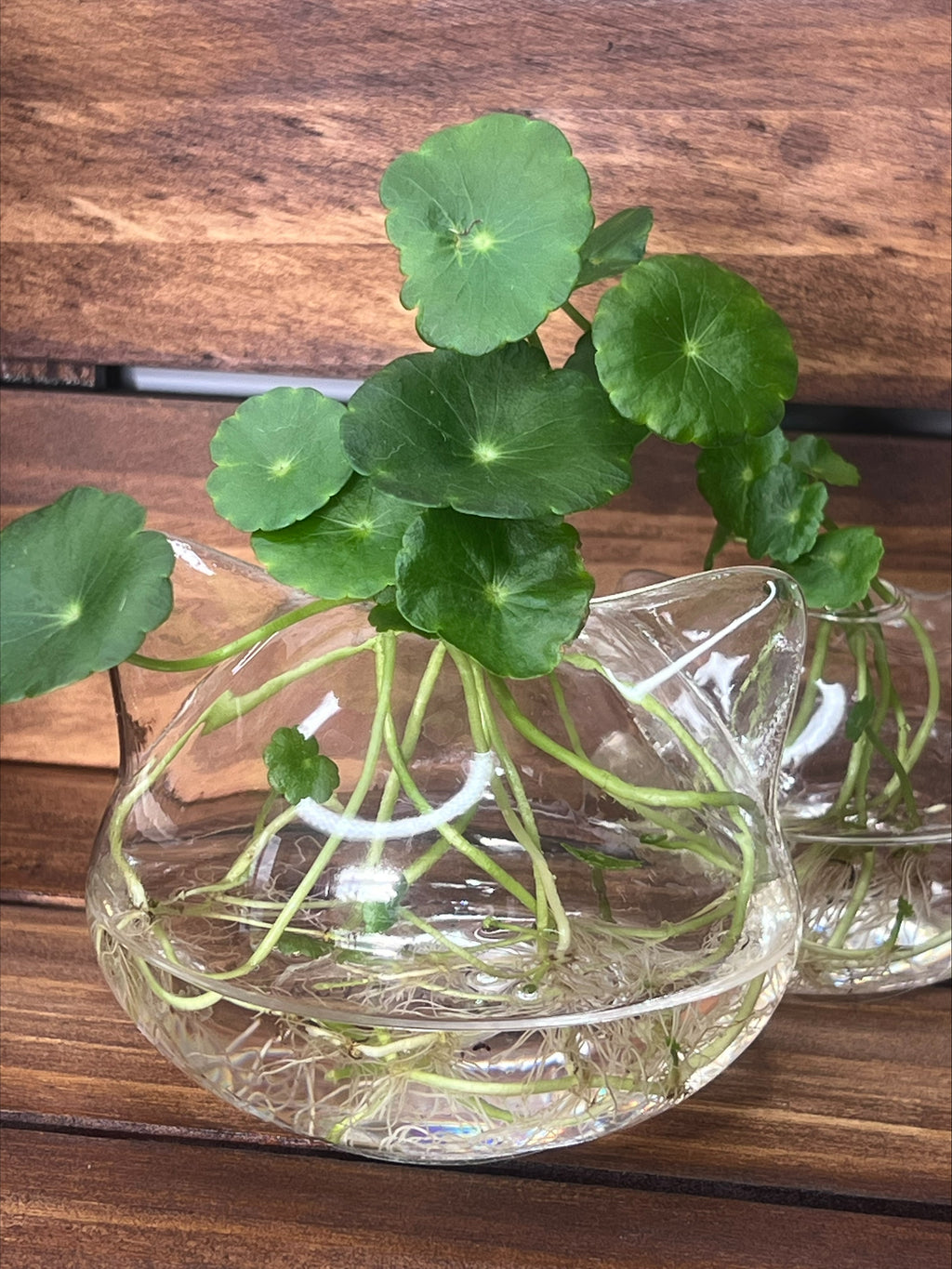 Whisker Eco Planter