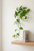 Wall-Mounted Glass Eco Planter – Oval