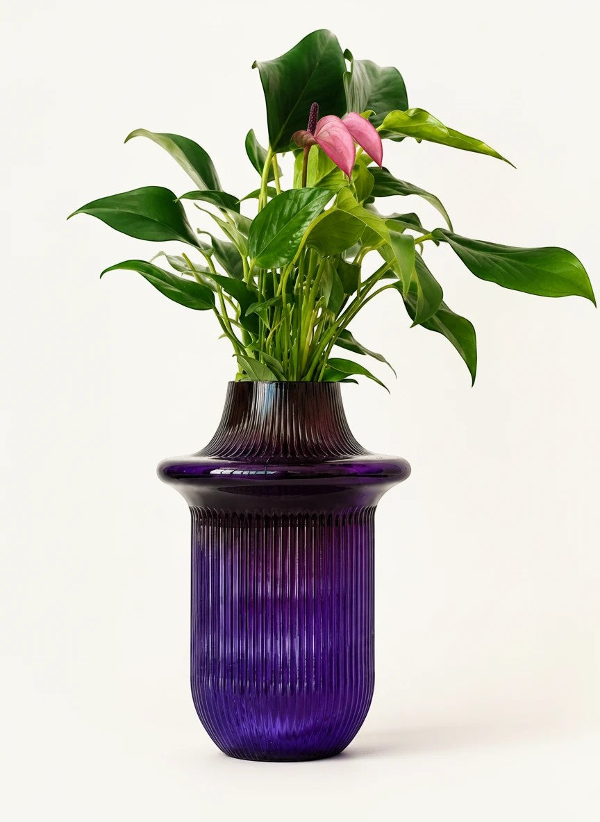 Wanderlust Co. Soho Grape Vessel featuring rich purple ribbed glass with a sculptural silhouette holding a green plant.